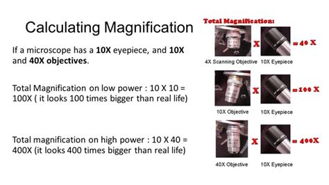 How to Calculate Total Magnification..